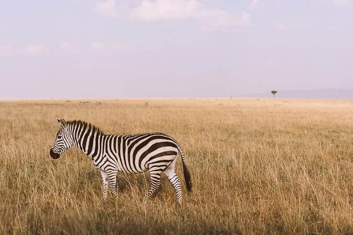 8-Day 5 Parks Safari with Hadzabe Culture & Coffee Tour photo 3