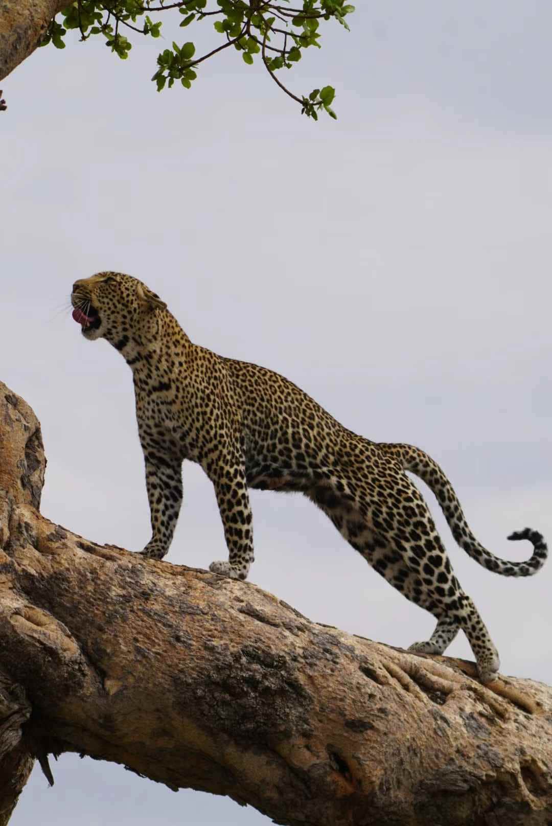 Lappet Faced Safaris photo 3