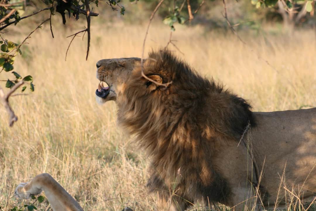 Alfamale Tours & Safaris photo 6