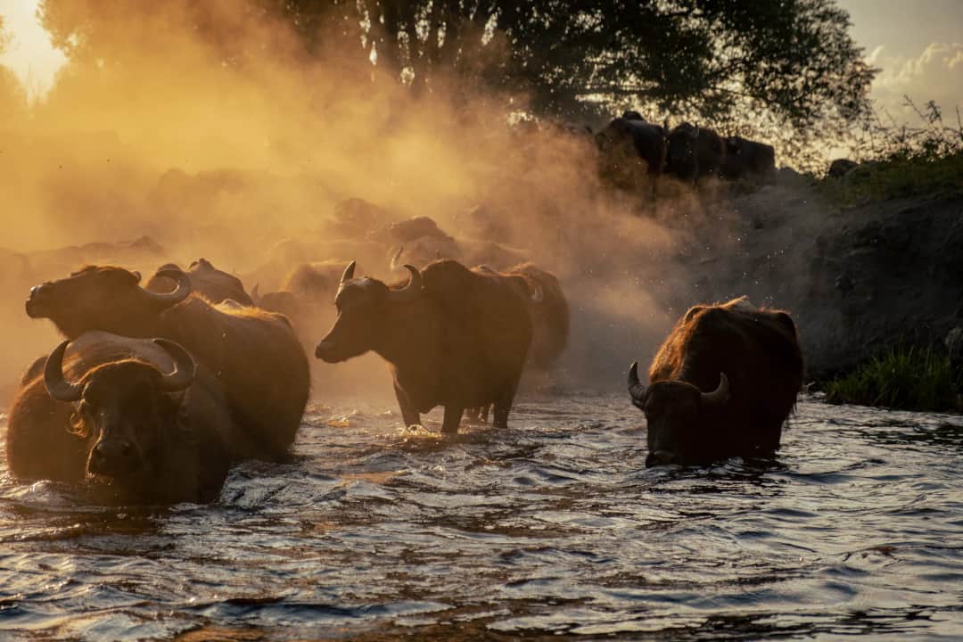 4-Day Masai mara and Lake Nakuru National Park photo 2