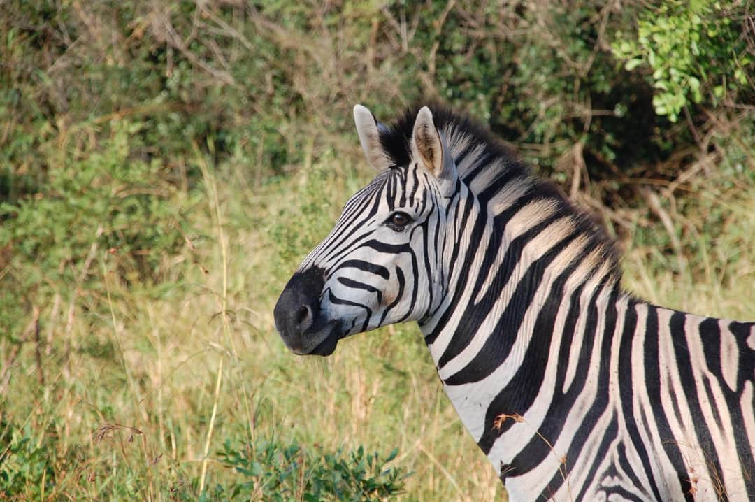 14-Day Kilimanjaro, Safari & Zanzibar photo 4