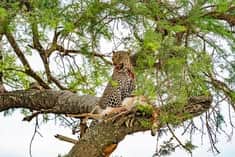 2-Day Affordable 2-Day Safari in Northern Tanzania photo 3