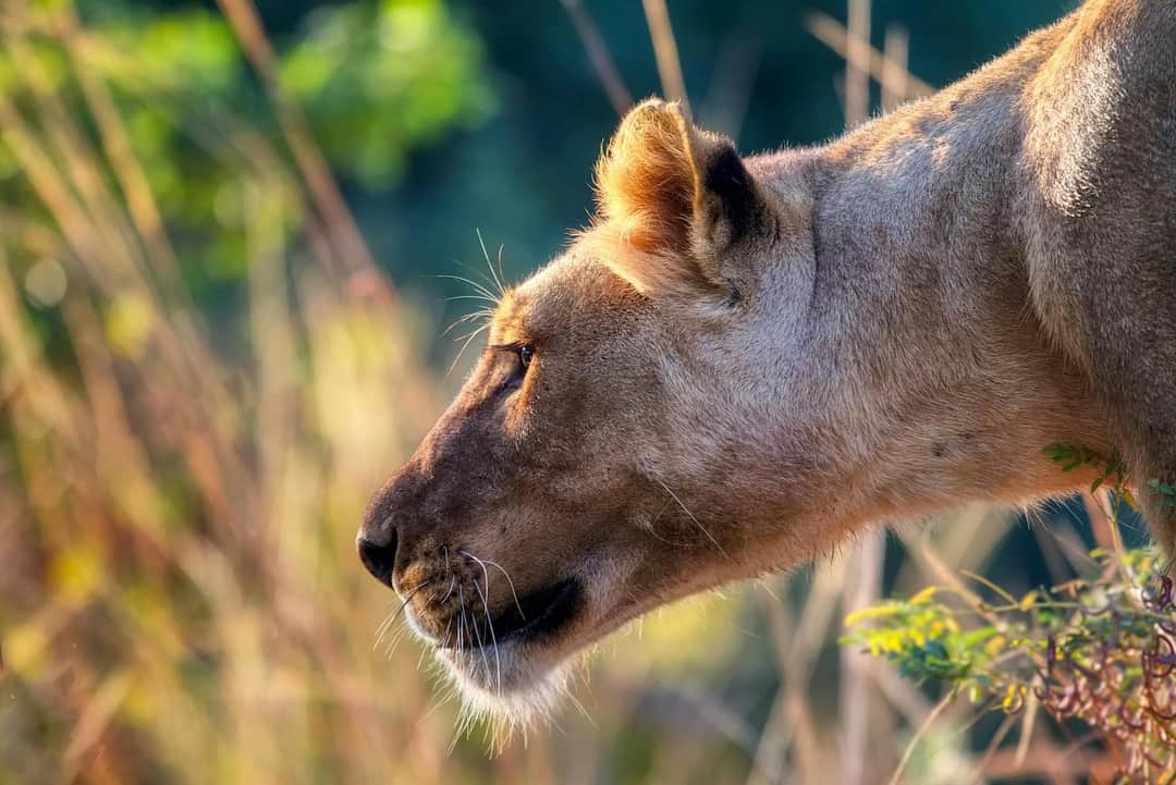 Swahili Safari Escape photo 23