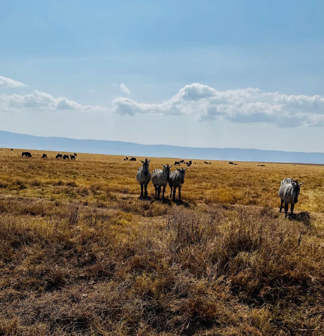 Ngorongoro Crater tour then drive to Arusha 