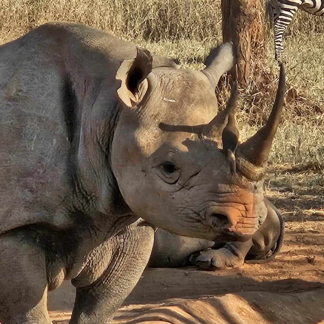 2-Day Mkomazi Safari: Black Rhinos & Wild Dogs photo 1