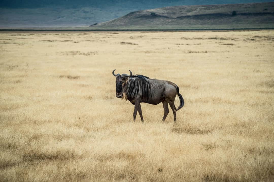 Swahili Safari Escape photo 14