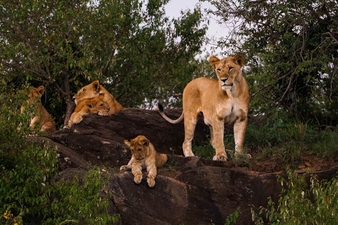 6-Day Tanzania Big Five Safari