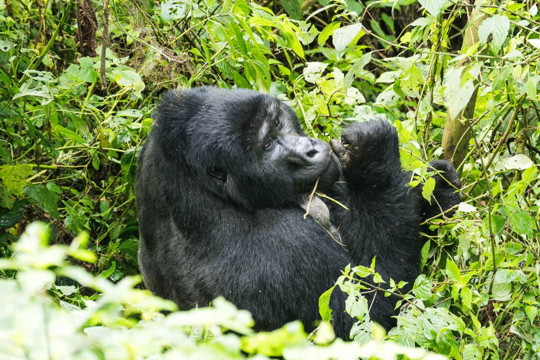 Bwindi Impenetrable Forest
