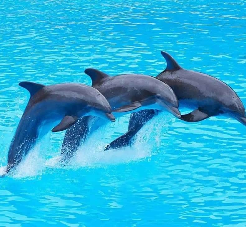 1-Day Mnemba Dolphin & Snonkling Tour photo 1