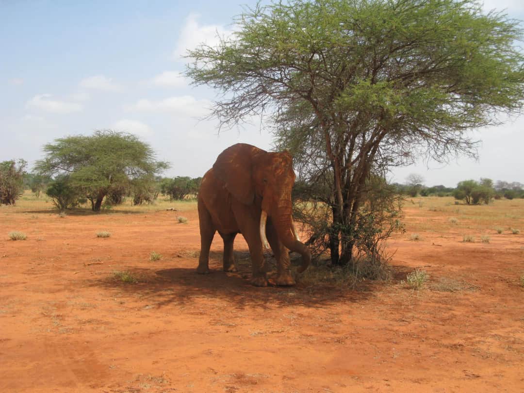 10-Day Kenyan Safari photo 2