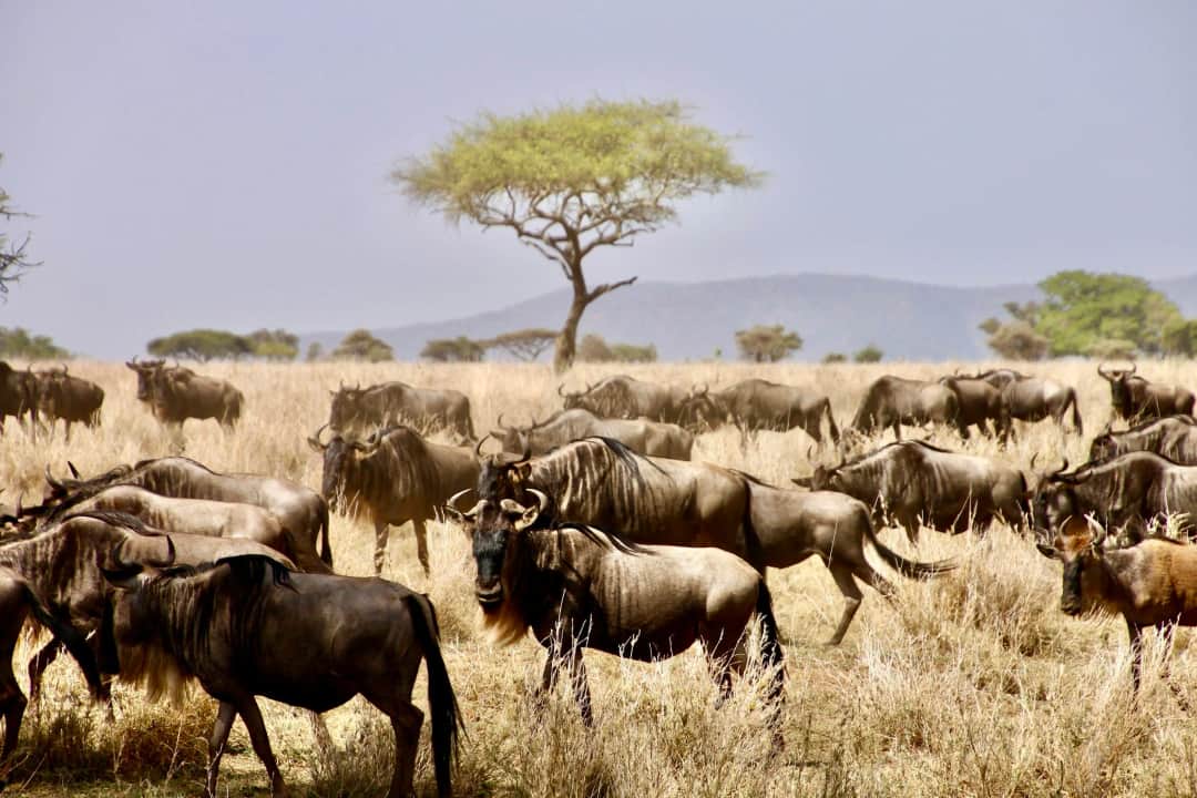 Sentio Safari photo 3
