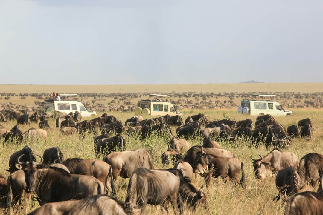 6-Day Northern Serengeti Wildebeest Migration Crossing