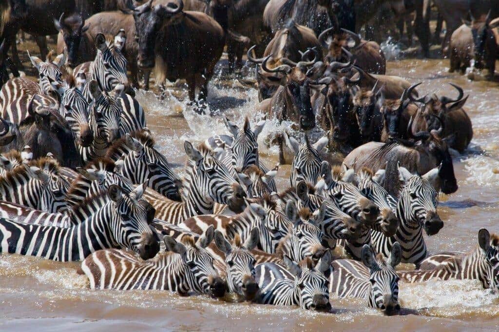 5-Day Great Serengeti Wildebeest Migrations Encounter photo 2