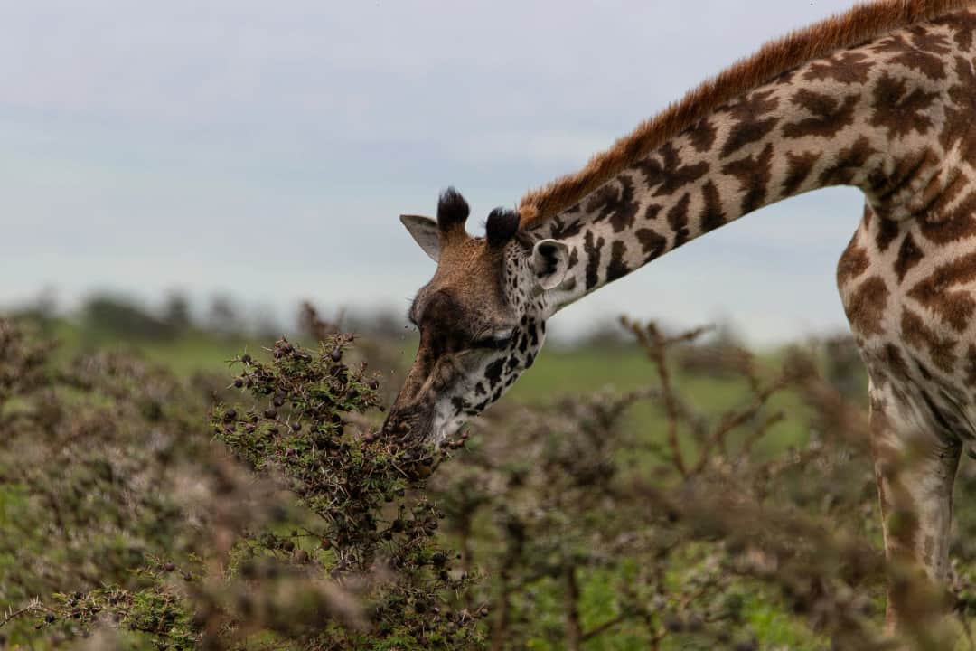 Swahili Safari Escape photo 17