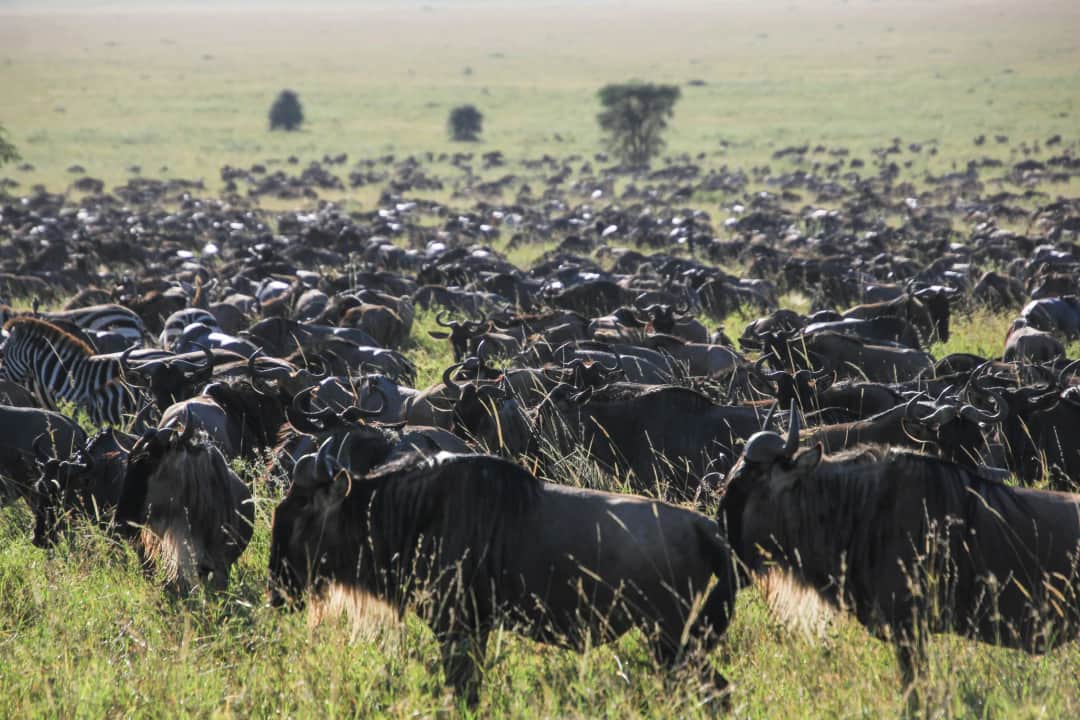 Arusha to Serengeti National Park