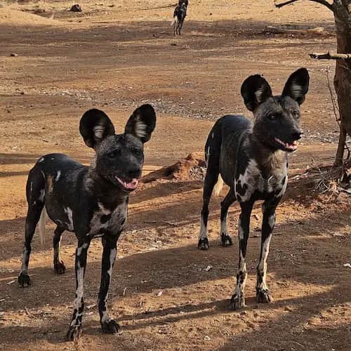 Mkomazi Rhino Sanctuary, Game Drive & Arusha