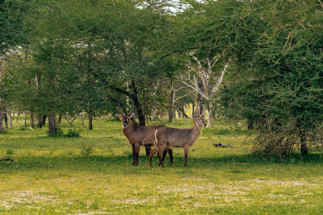 Arusha National Park Day Game Drive