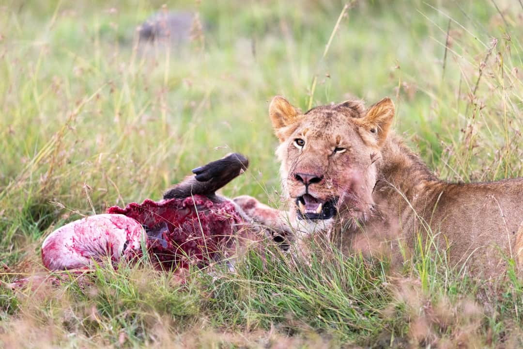Maasai Mara, Full Day Game Drive
