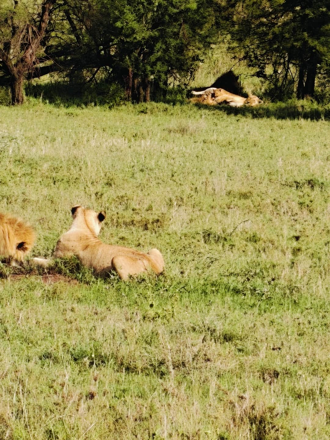 6-Day Classic Tanzania Big Five Quest photo 2