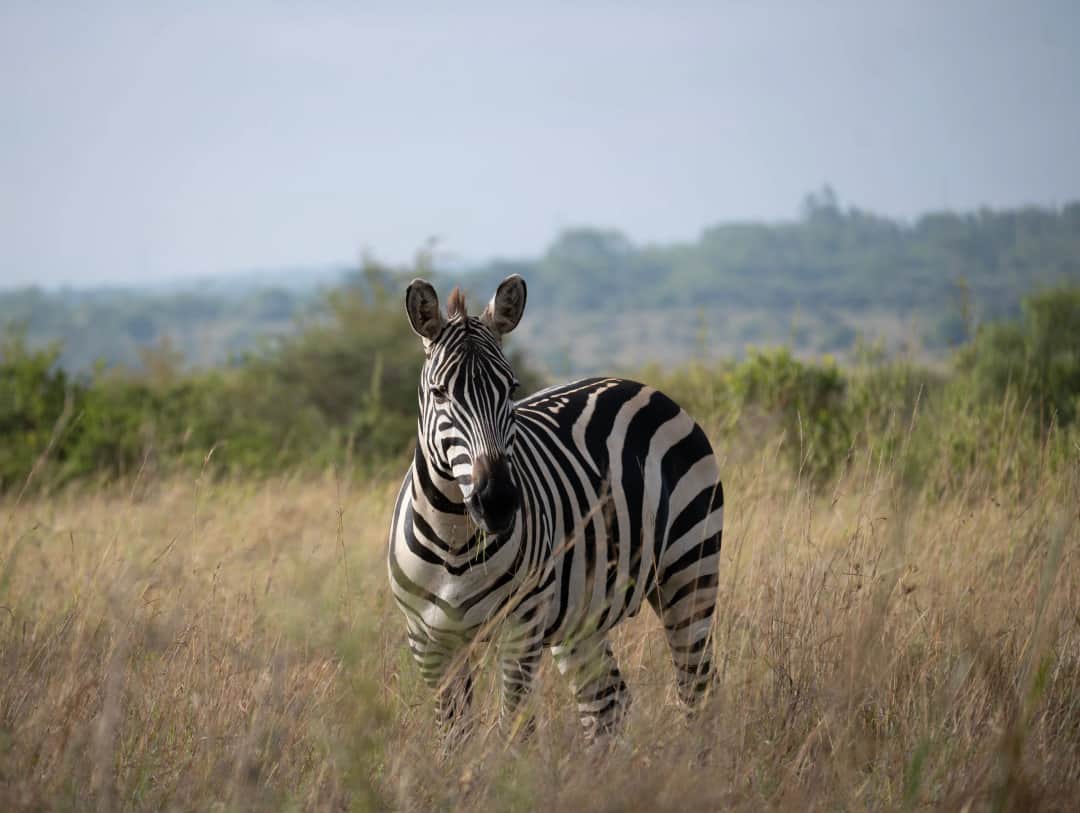 Maasai Mara to Lake Nakuru National Park, Afternoon Game Drive