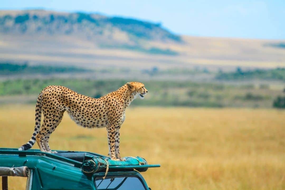 6-Day  Tarangire, Serengeti & Ngorongoro photo 1