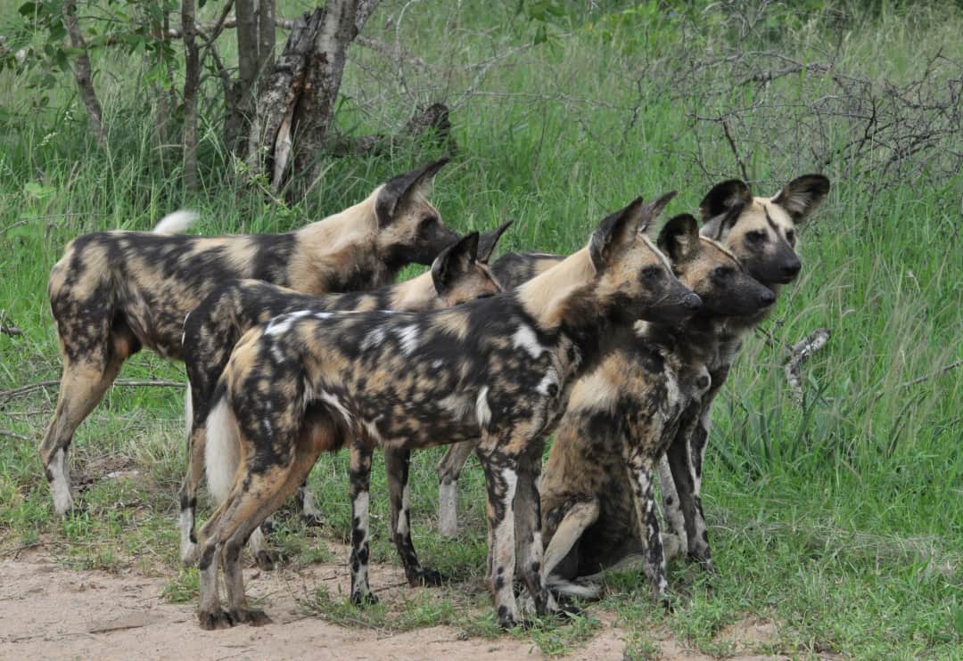 3-Day Fly-In Selous Game Reserve Safari photo 2