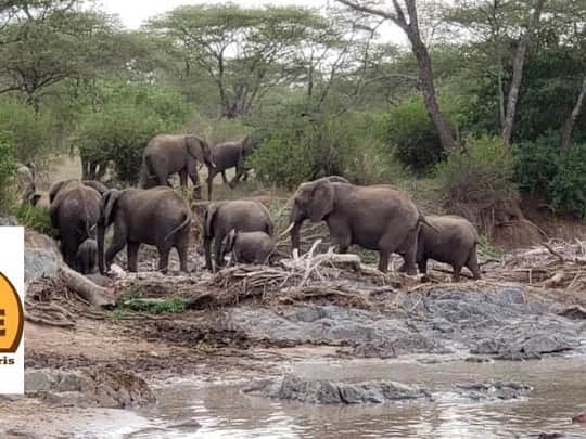 6-Day Tarangire Manyara Serengeti & Ngorongoro Crater photo 1