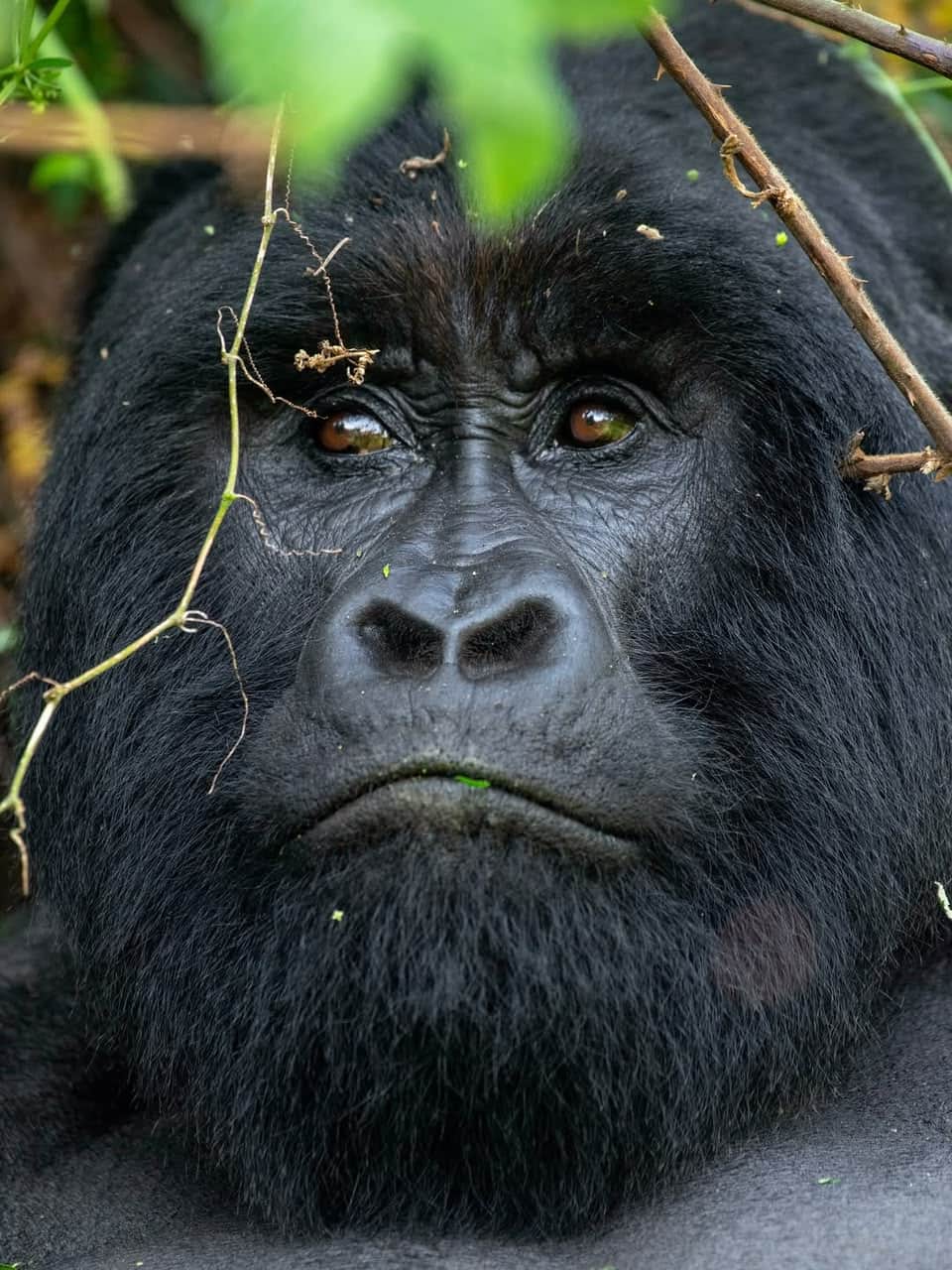 3-Day Golden Monkey and Gorilla Trekking from Kigali