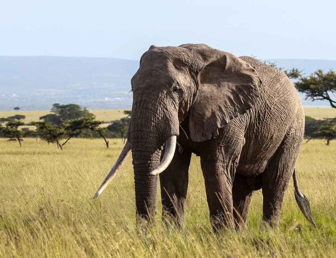 Safari en avión de 2 días por el Parque Nacional Serengeti desde Zanzíbar photo 3