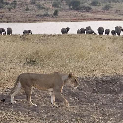 Arusha to Mkomazi National Park