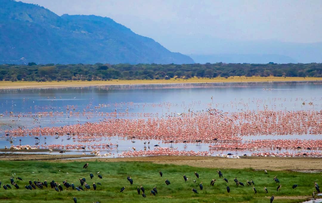 Manyara – kilimanjaro.