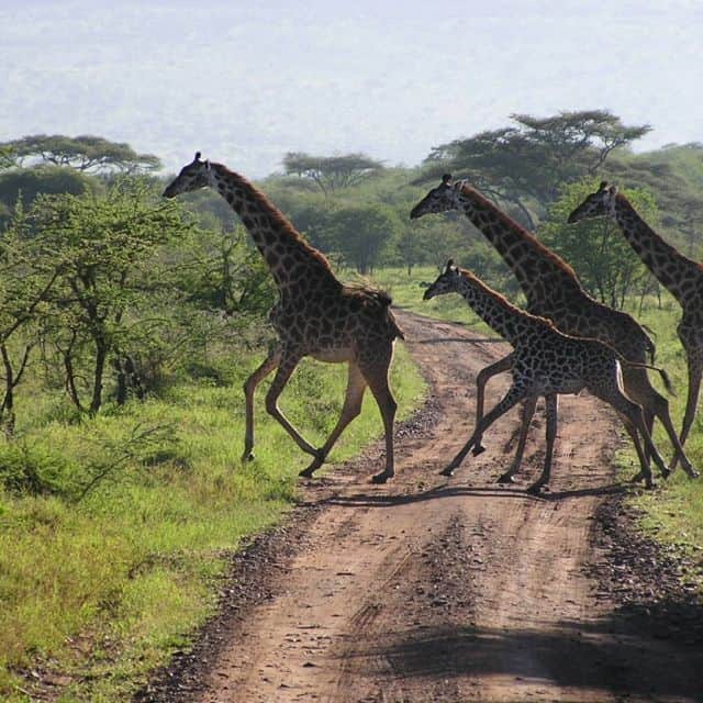 5-Day Ndutu Great Migration Safari from Zanzibar