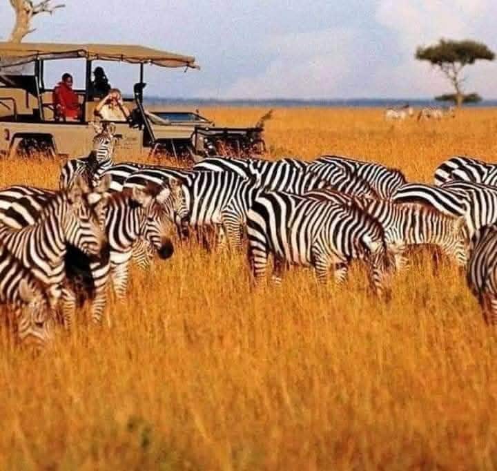 Velocity Zanzibar Tour & Safaris photo 43