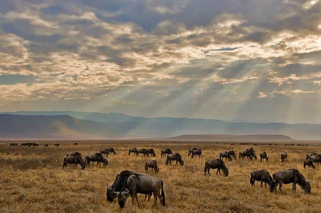 8-Day Encounter the Big 5, Mt Kilimanjaro & Coffee Tour photo 5