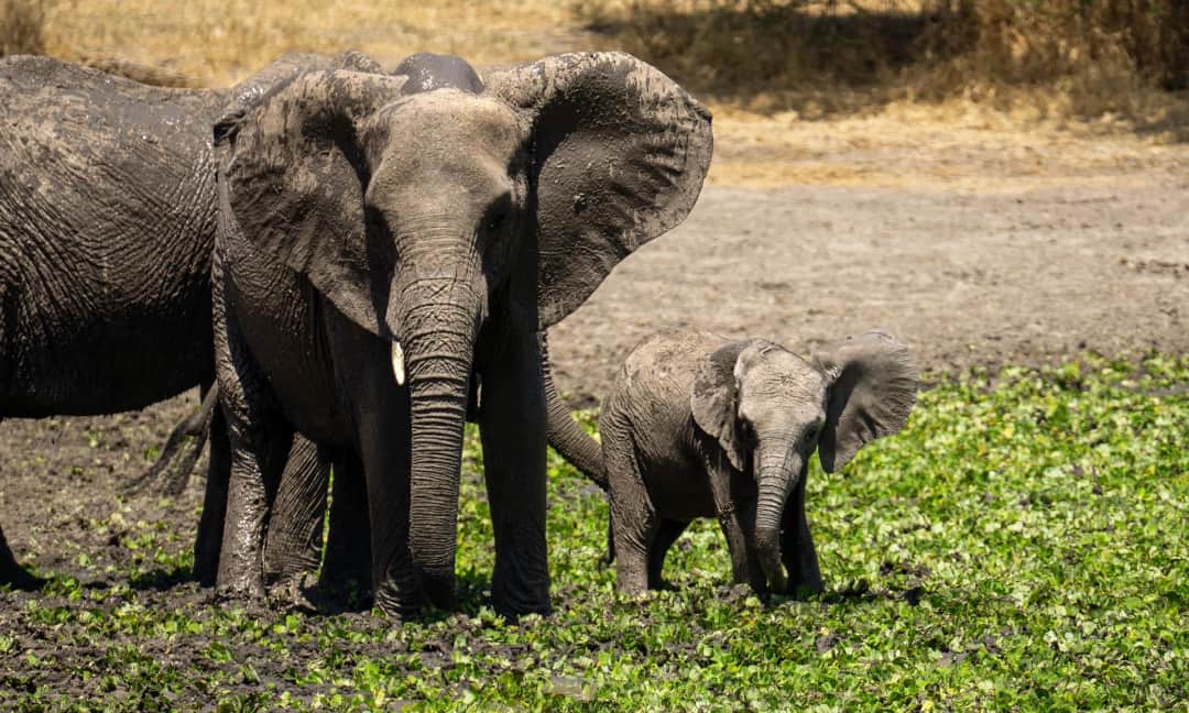 Flight from Dar es Salaam to Serengeti & Afternoon Game Drive