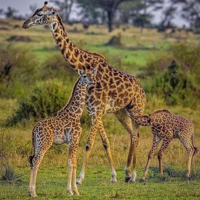 7-Day Serengeti,Ngorongoro and Tarangire photo 4