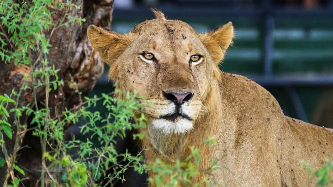 3-Day Mikumi Safari with 2 Nights Inside the Park photo 1