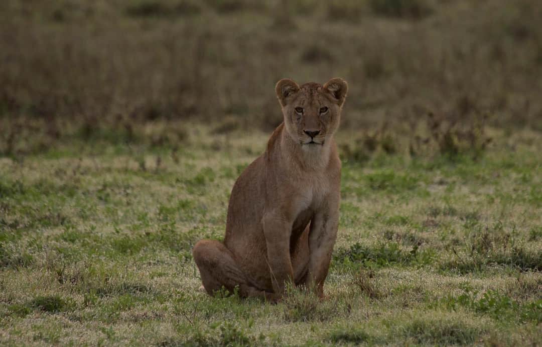 Safari ya Siku 3 Tarangire & Ngorongoro