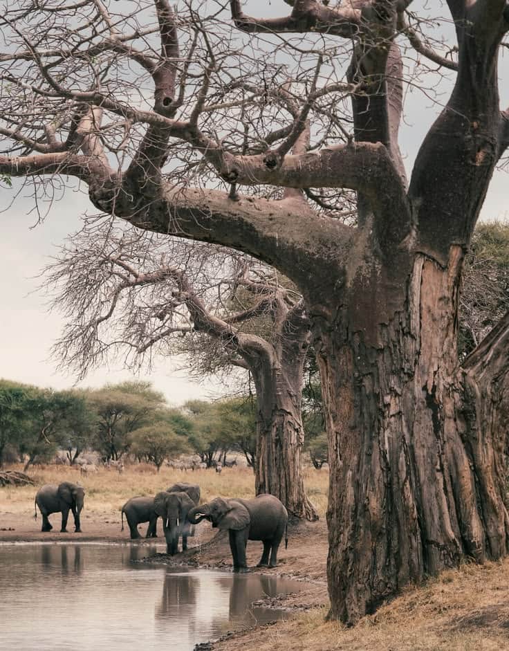 5-Day Ndutu Great Migration Safari from Zanzibar photo 10