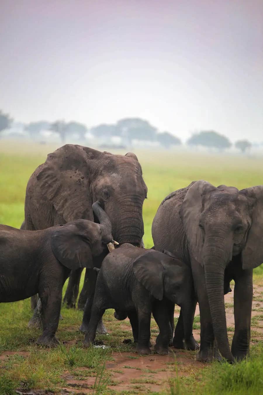 Game Drive in Mikumi National Park