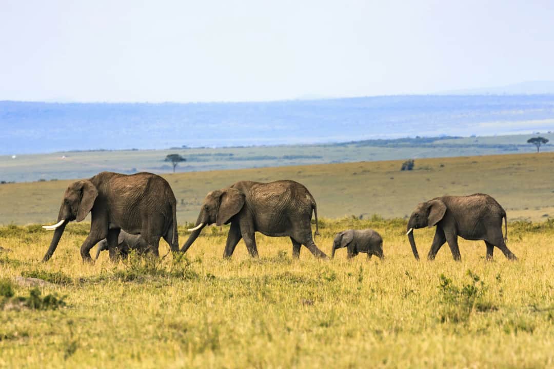Serengeti National Park and Fly back to Zanzibar