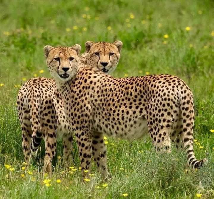 10-Day Ultimate Tanzania Safari & Zanzibar Escape