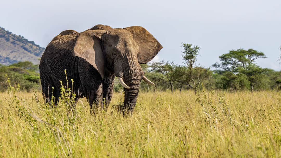 Serengeti National Park
