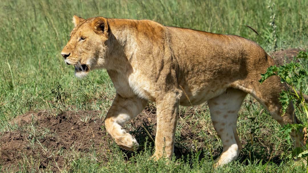 Tarangire to Serengeti National Park