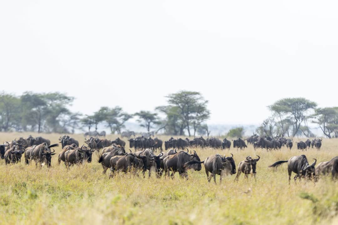 Misako Ndutu Migration Camp photo 5