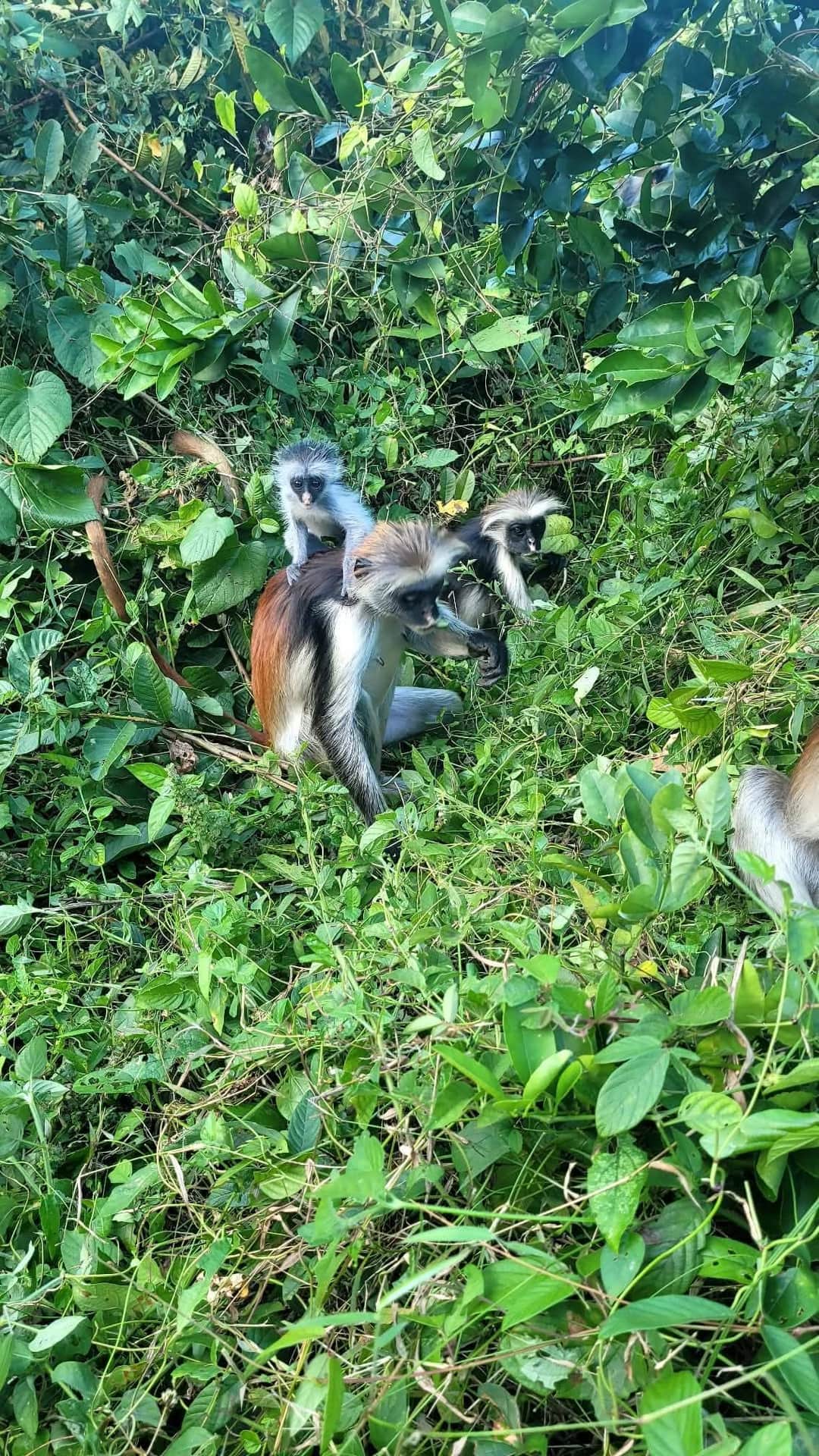 Velocity Zanzibar Tour & Safaris photo 39