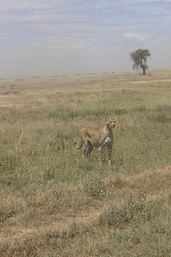 4-Day Serengeti Migration & Ngorongoro Safari photo 5