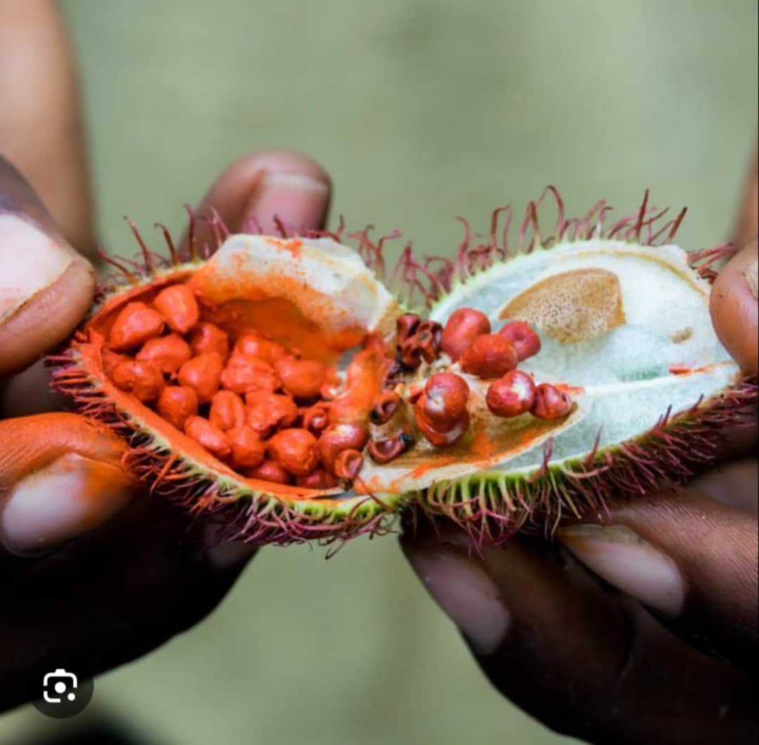 1-Day Private Spice Farm Tour With Local Guide. photo 5