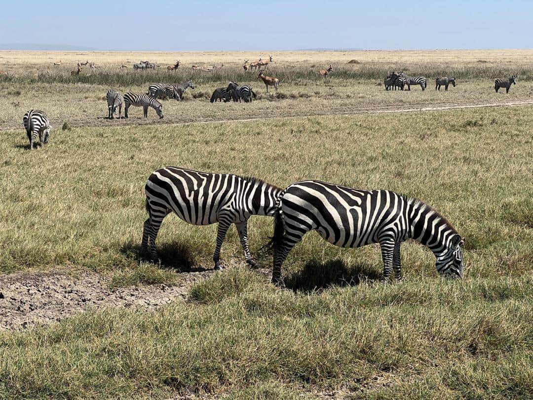 5-Day Wildebeest Calving Adventure in Ndutu