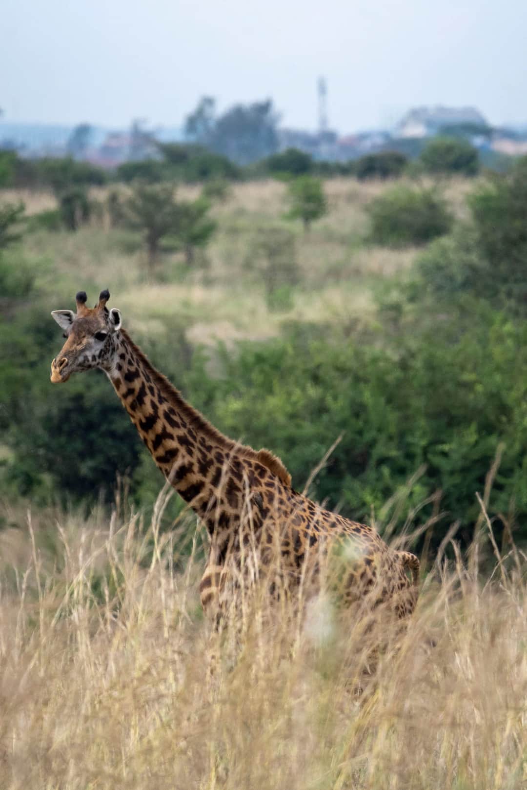 Nairobi Wildlife Introduction